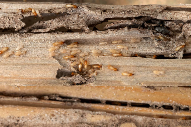 Best Best Pest Control Companies  in Union City, TN