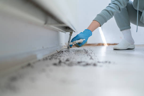 Best Flea Control Services  in Union City, TN